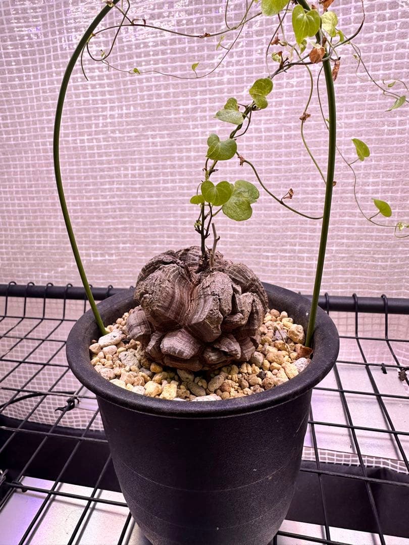 亀甲竜　ディオスコレア エレファンティペス　鉢付き