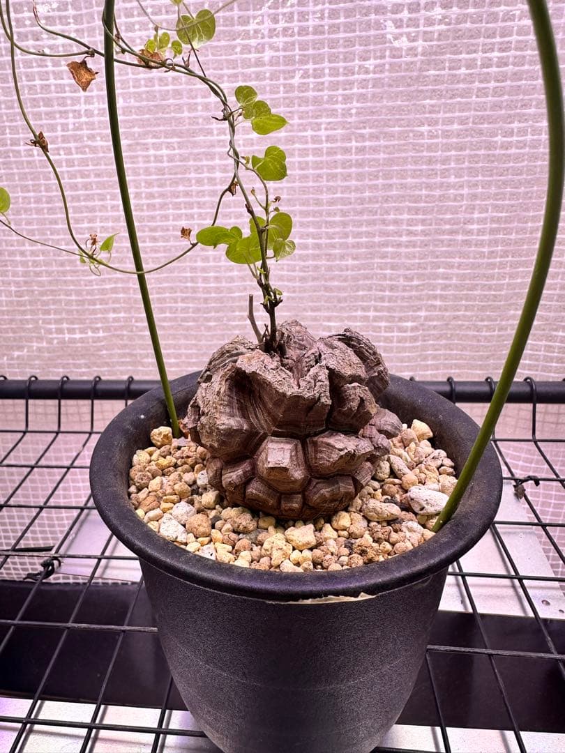 亀甲竜　ディオスコレア エレファンティペス　鉢付き