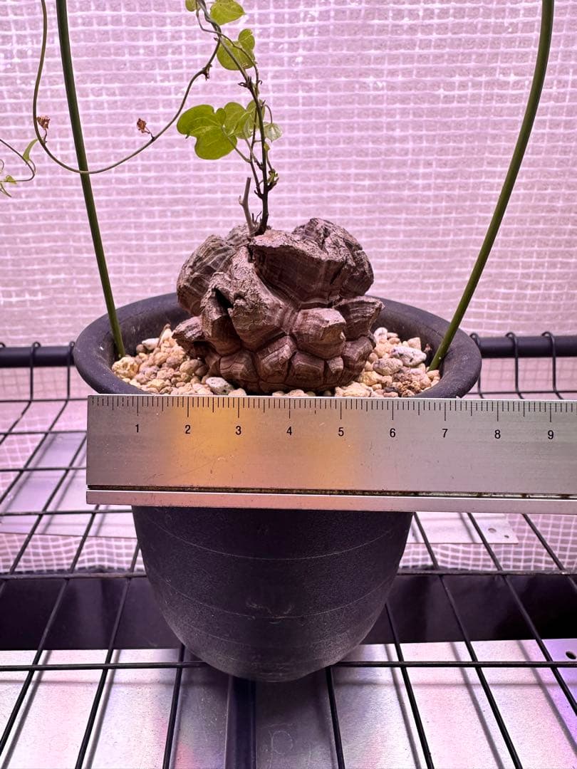 亀甲竜　ディオスコレア エレファンティペス　鉢付き