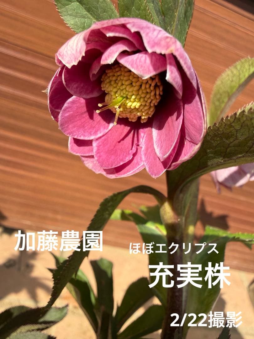 充実株【未株分】加藤農園 クリスマスローズ ほぼエクリプス