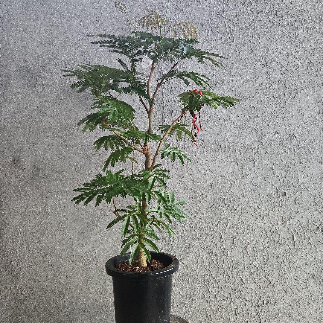 ①　エバーフレッシュ　8号　極太　最高等級極上品‼️