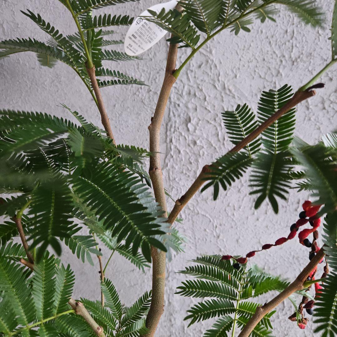 ①　エバーフレッシュ　8号　極太　最高等級極上品‼️