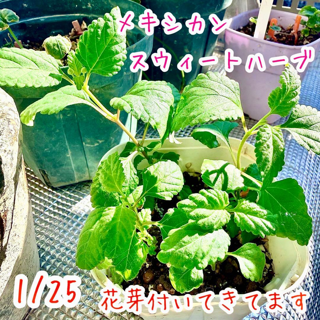 レアな　メキシカンスウィートハーブ　リッピア　苗　ステビア4倍甘味料　三苗入り