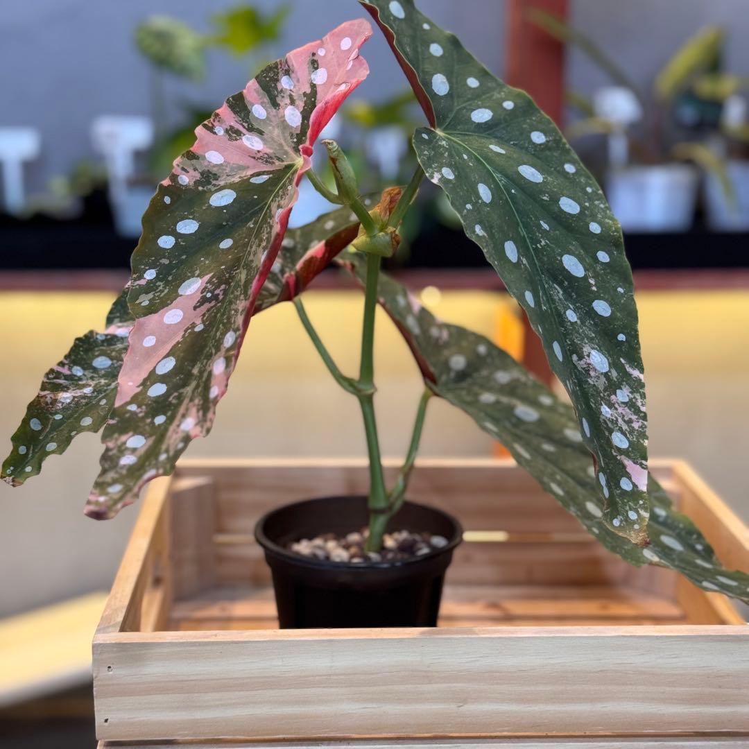 96 ベゴニア　マクラータ　斑入り　美斑　新芽も美斑確定