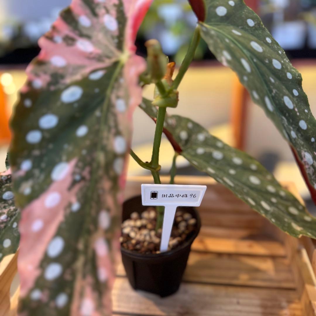 96 ベゴニア　マクラータ　斑入り　美斑　新芽も美斑確定