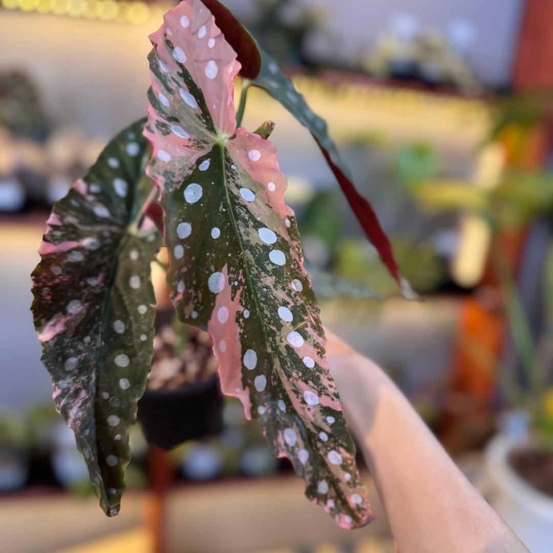 96 ベゴニア　マクラータ　斑入り　美斑　新芽も美斑確定