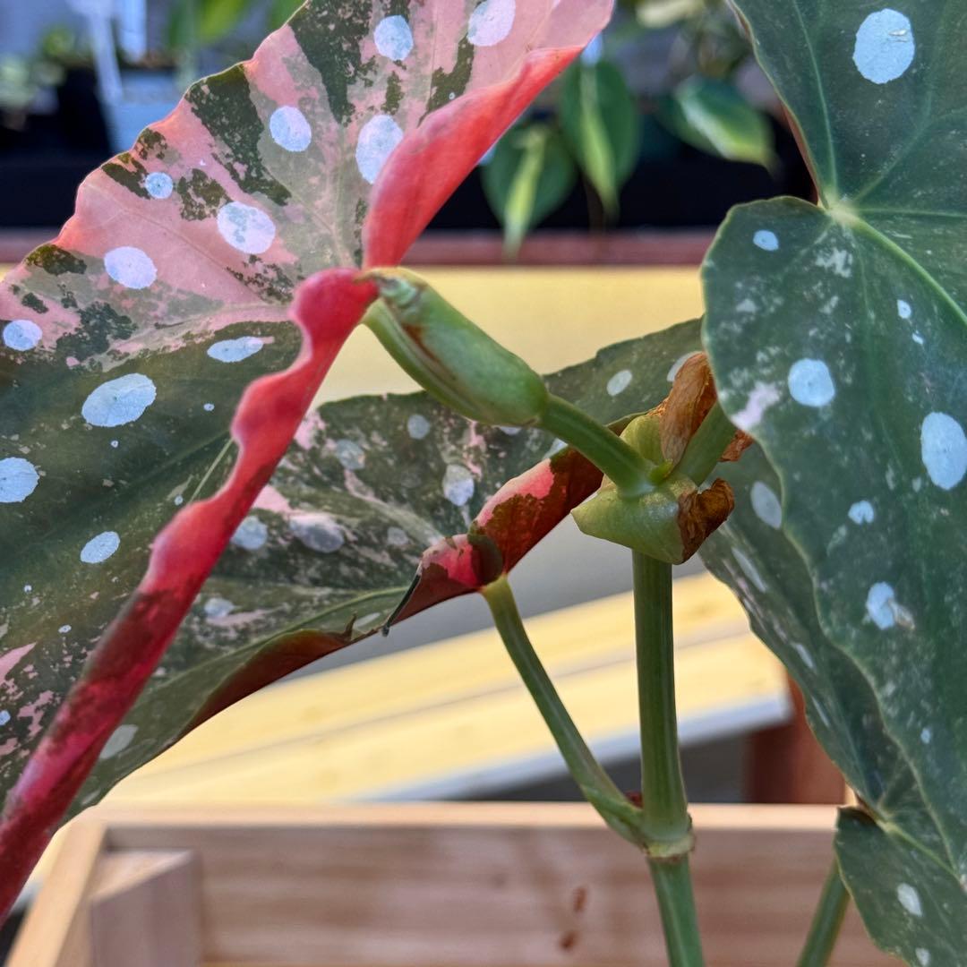 96 ベゴニア　マクラータ　斑入り　美斑　新芽も美斑確定