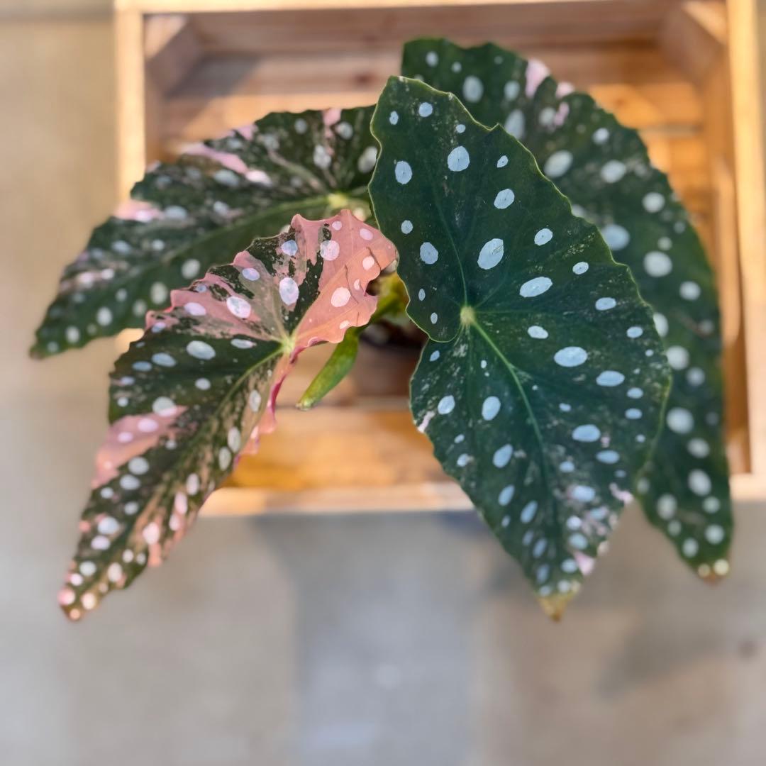 96 ベゴニア　マクラータ　斑入り　美斑　新芽も美斑確定