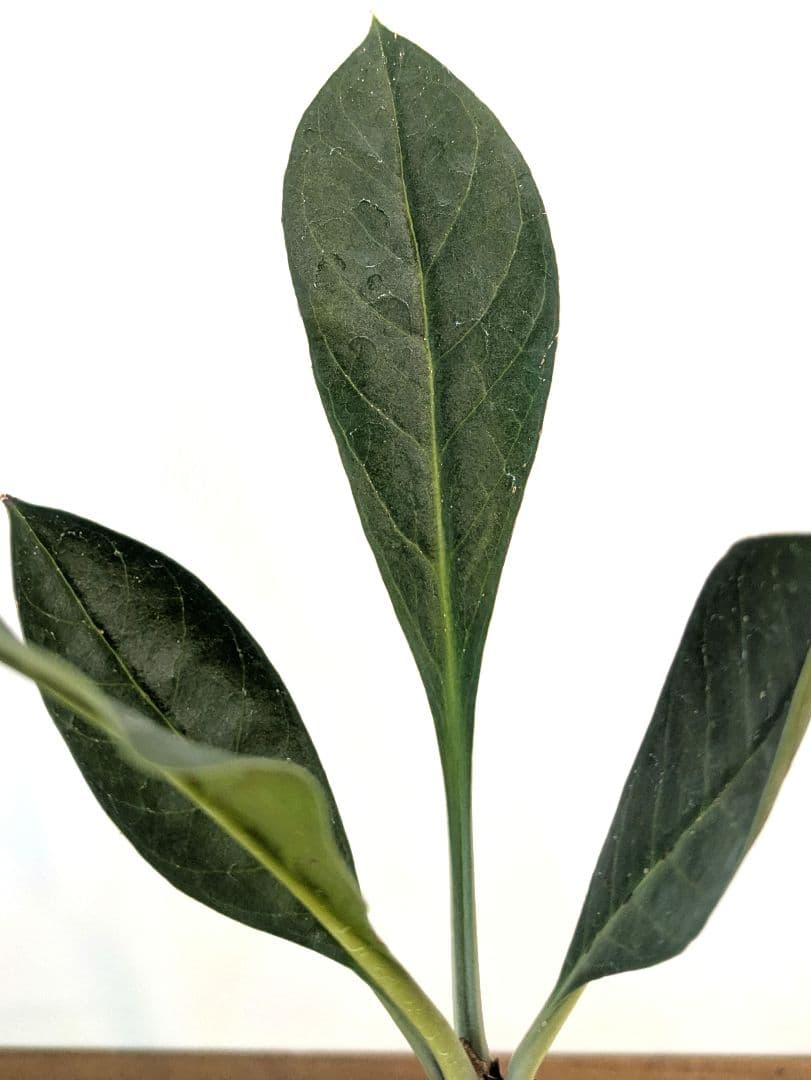 ミルメコディア ツベローサ ジャヤプラ パプア アリ植物