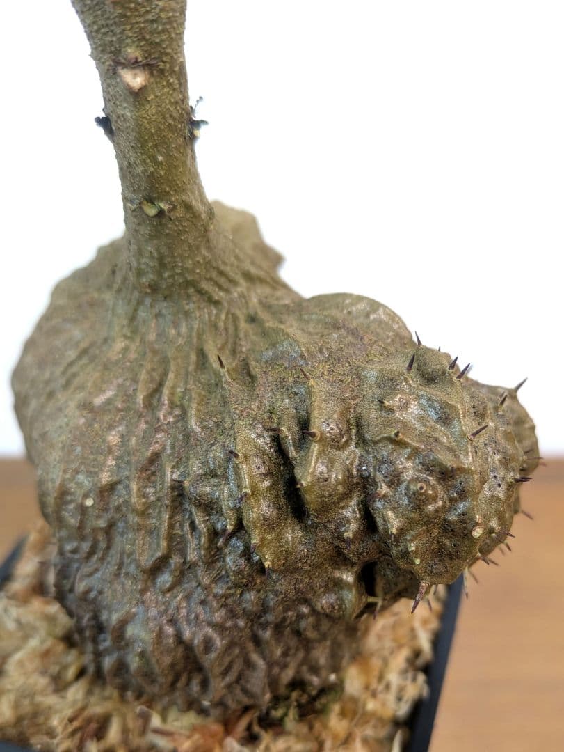 ミルメコディア ツベローサ ジャヤプラ パプア アリ植物