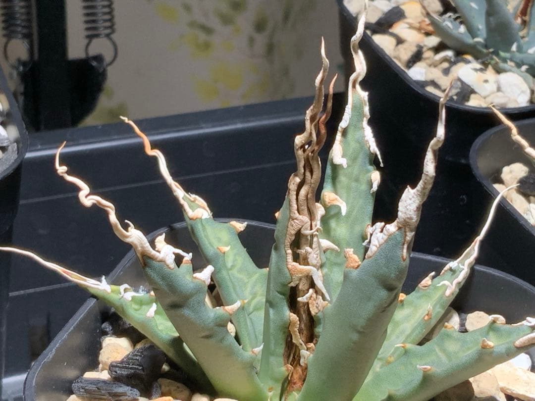 【本日コメント限定値引き】エボリスピナ 陽炎 コレクション株③ (極)