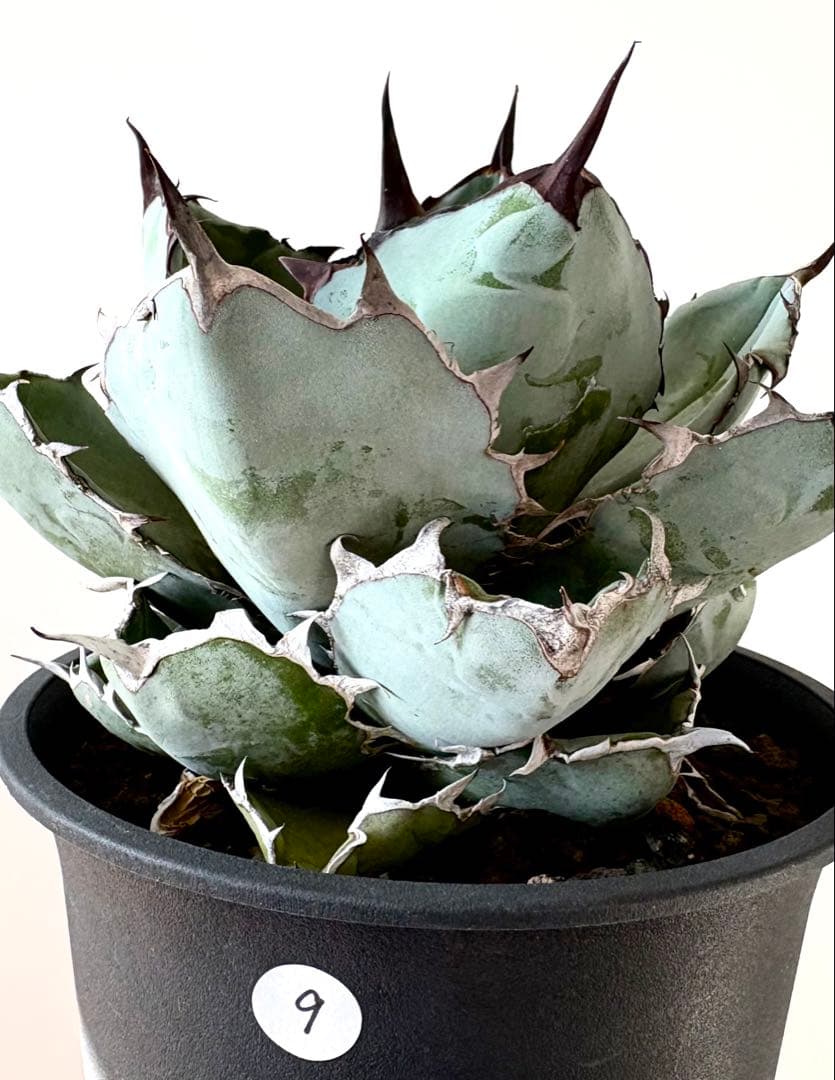 【人気品種】アガベ　チタノタ　ブラックアンドブルー　BB 大株　No.9