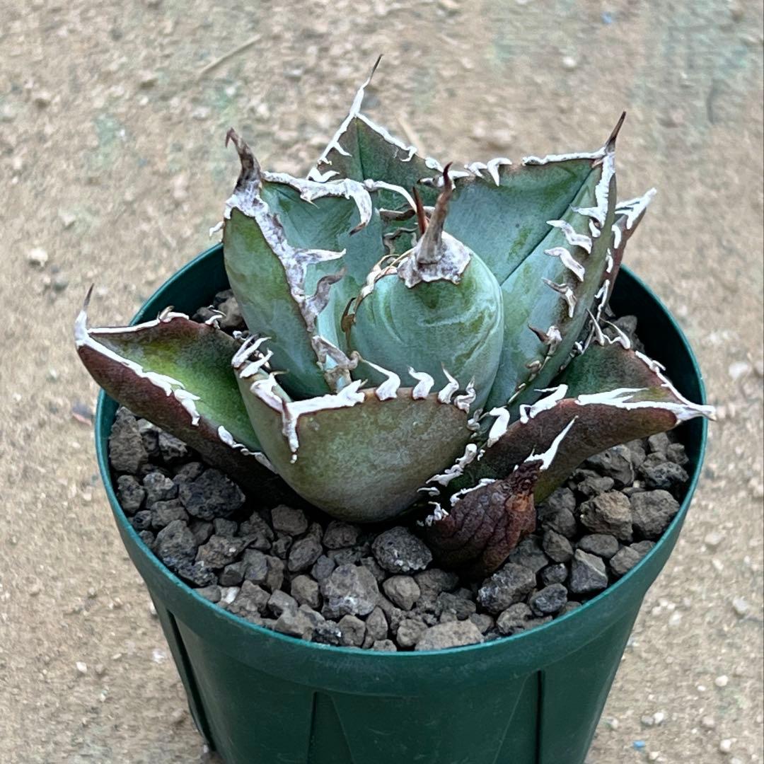 アガベ　チタノタ　FO-076 US 活着済み