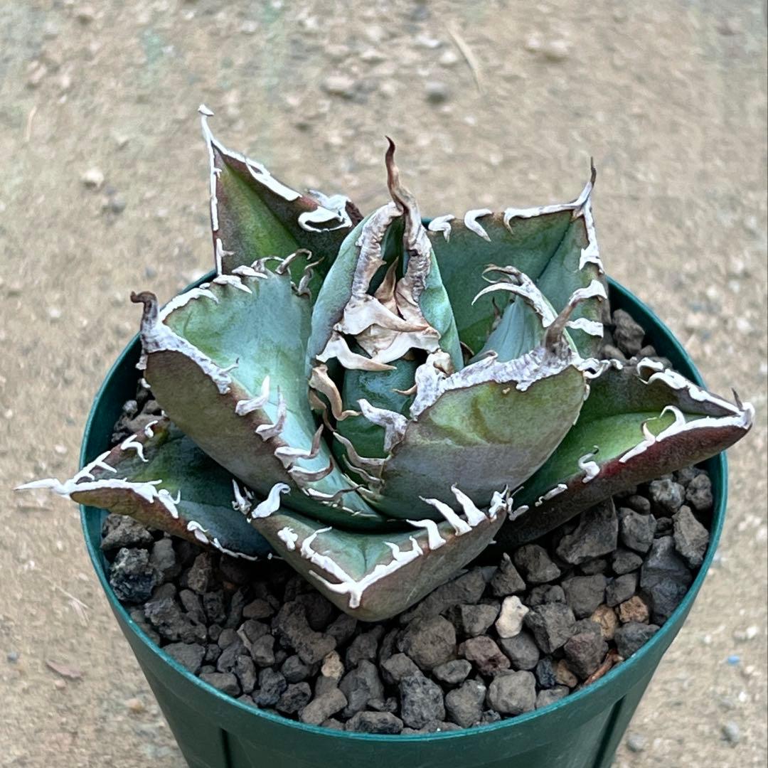 アガベ　チタノタ　FO-076 US 活着済み