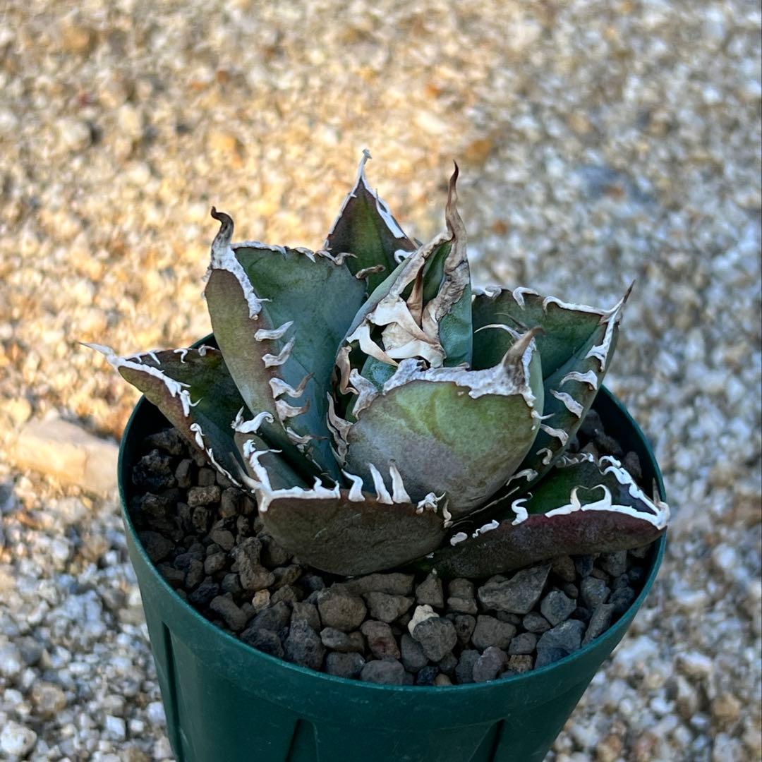 アガベ　チタノタ　FO-076 US 活着済み