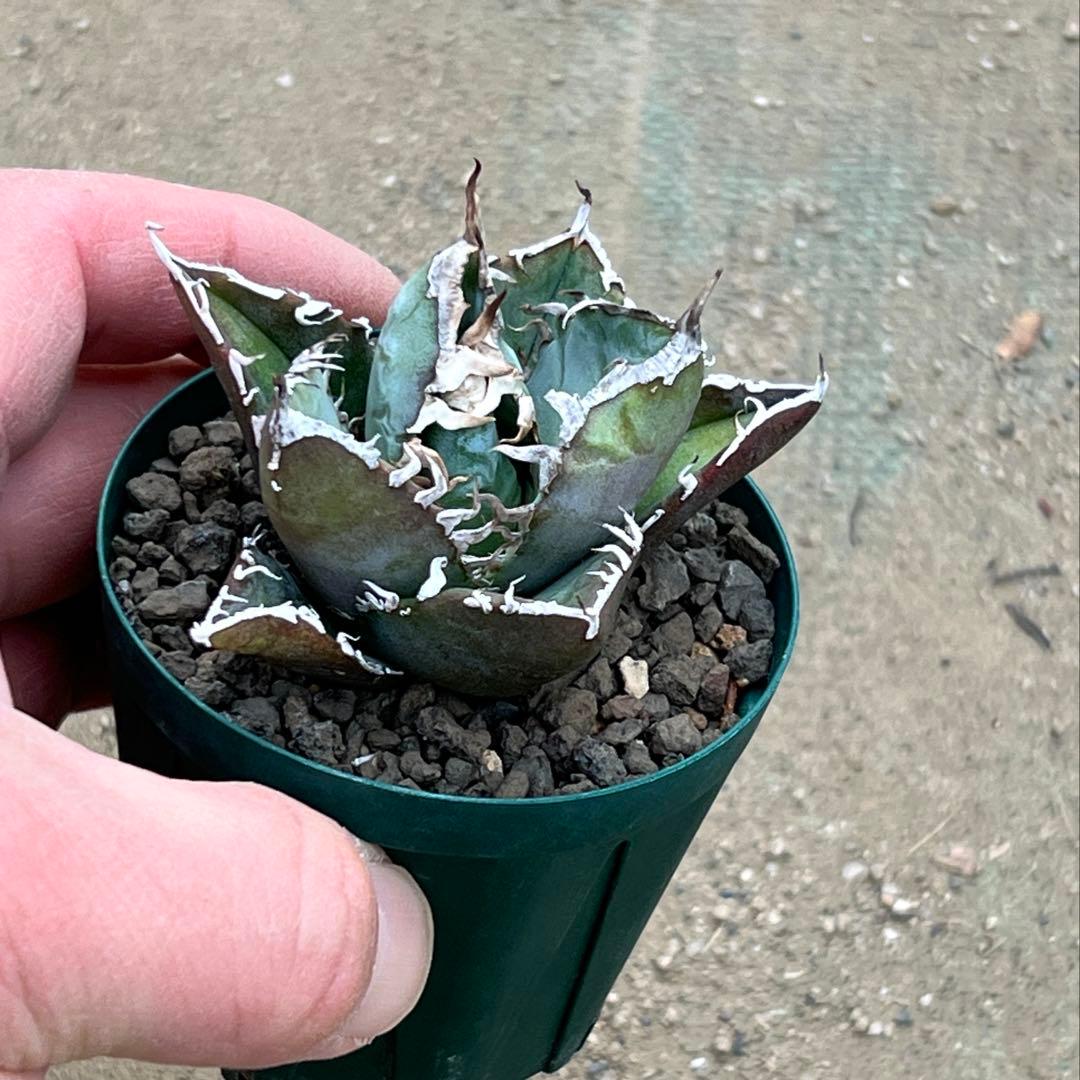 アガベ　チタノタ　FO-076 US 活着済み