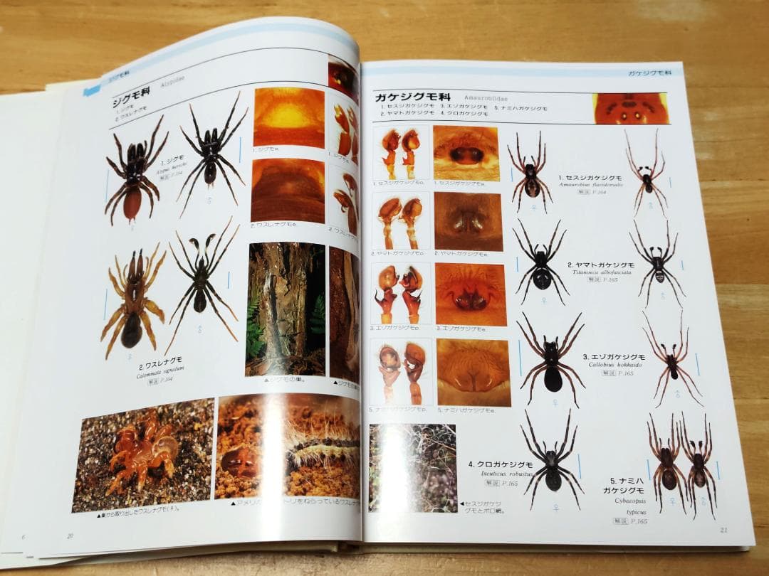 【初版本】 写真・日本クモ類大図鑑 千国安之輔著 偕成社 1989年発行