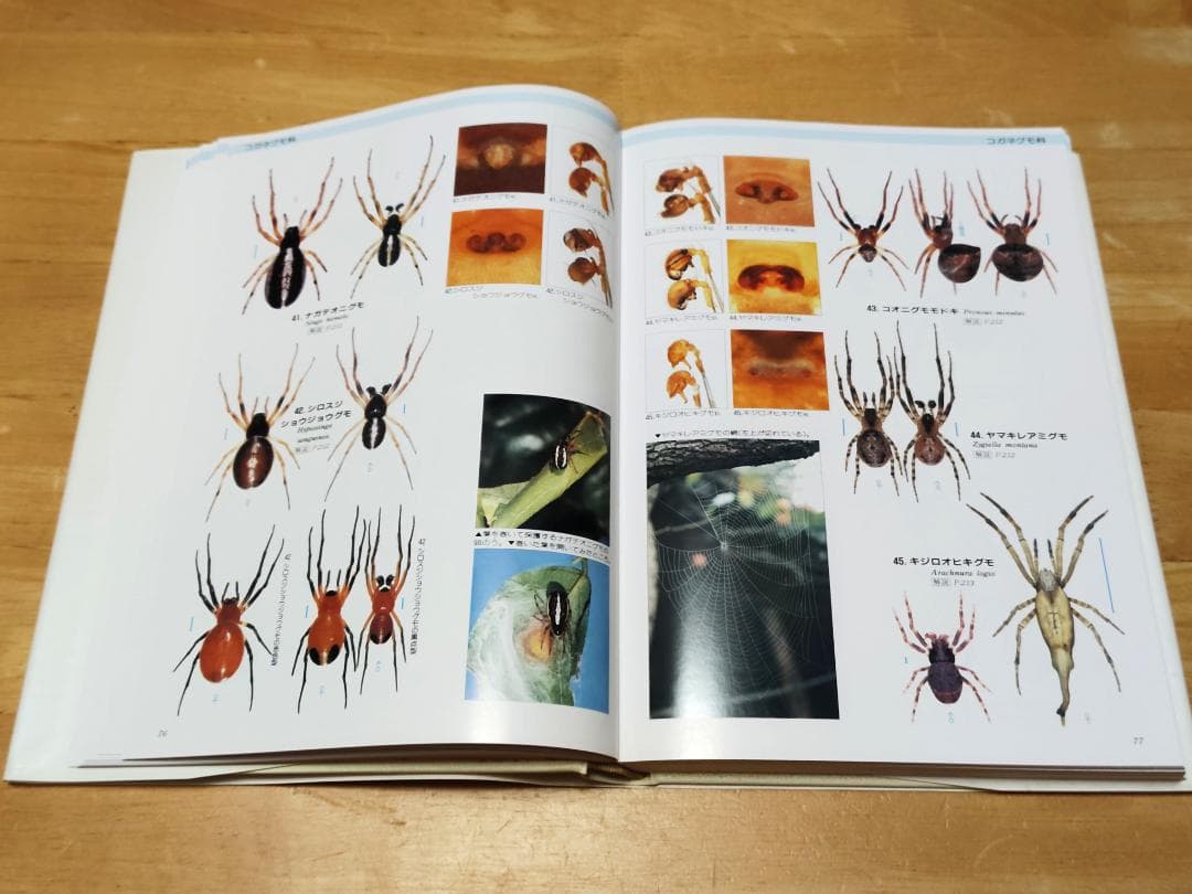 【初版本】 写真・日本クモ類大図鑑 千国安之輔著 偕成社 1989年発行