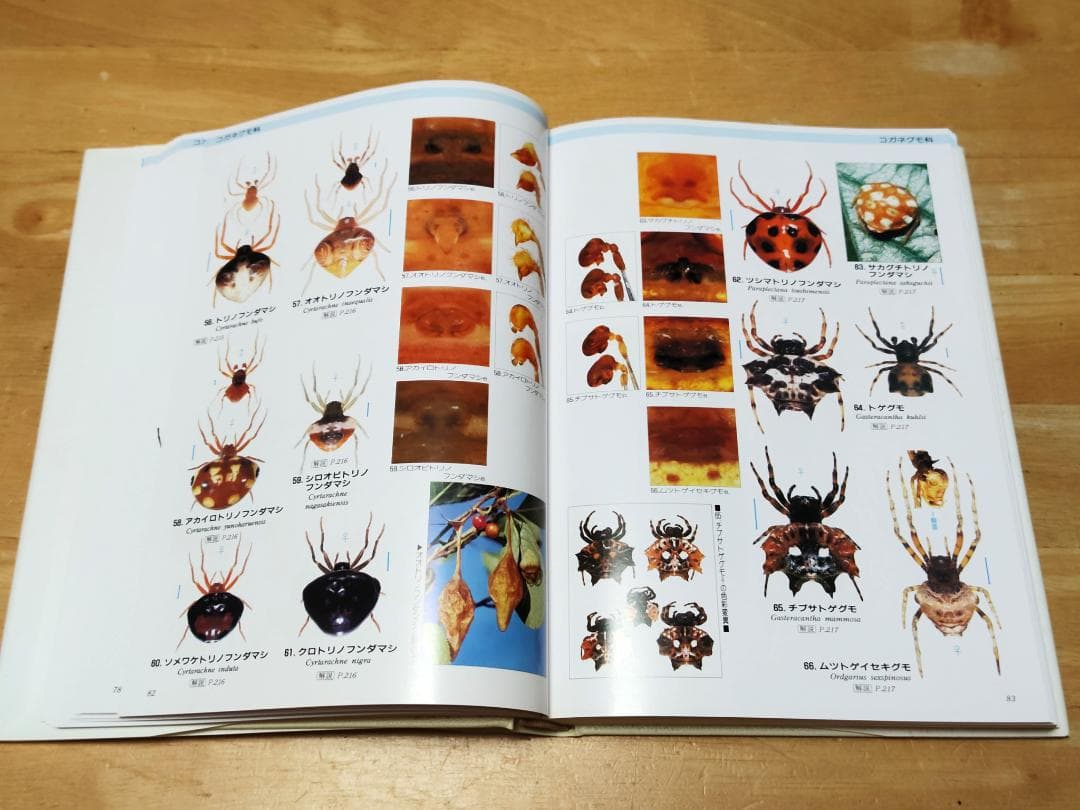 【初版本】 写真・日本クモ類大図鑑 千国安之輔著 偕成社 1989年発行