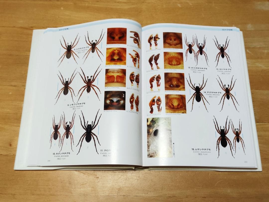 【初版本】 写真・日本クモ類大図鑑 千国安之輔著 偕成社 1989年発行