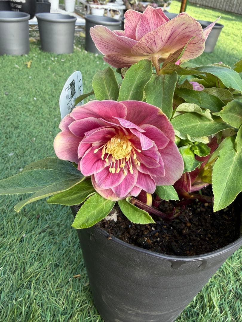 【一点物】広瀬園芸　クリスマスローズ　ソレイユ