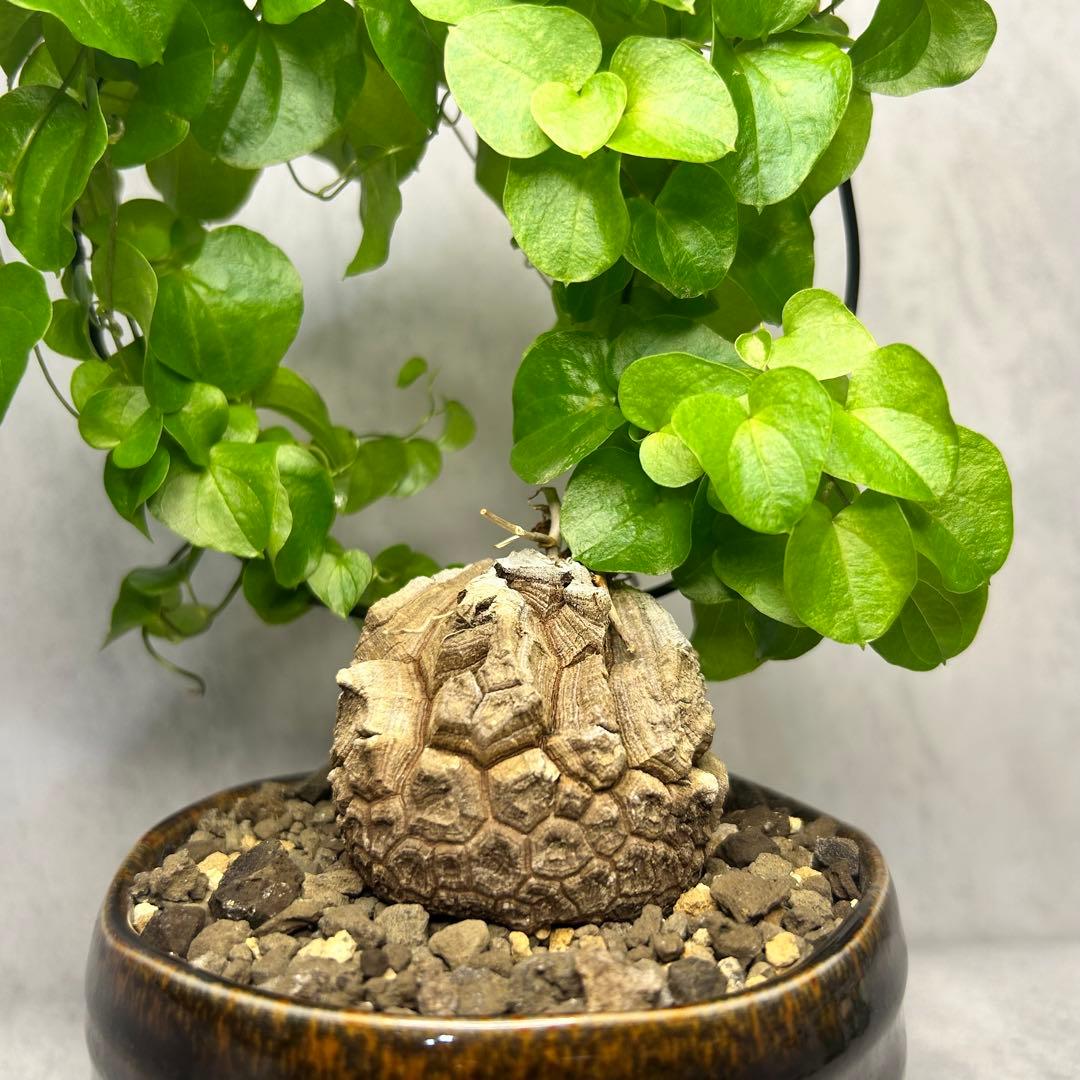 亀甲竜 (鉢入り) 5cm越え バキボコ割れ ディオスコレア　塊根植物