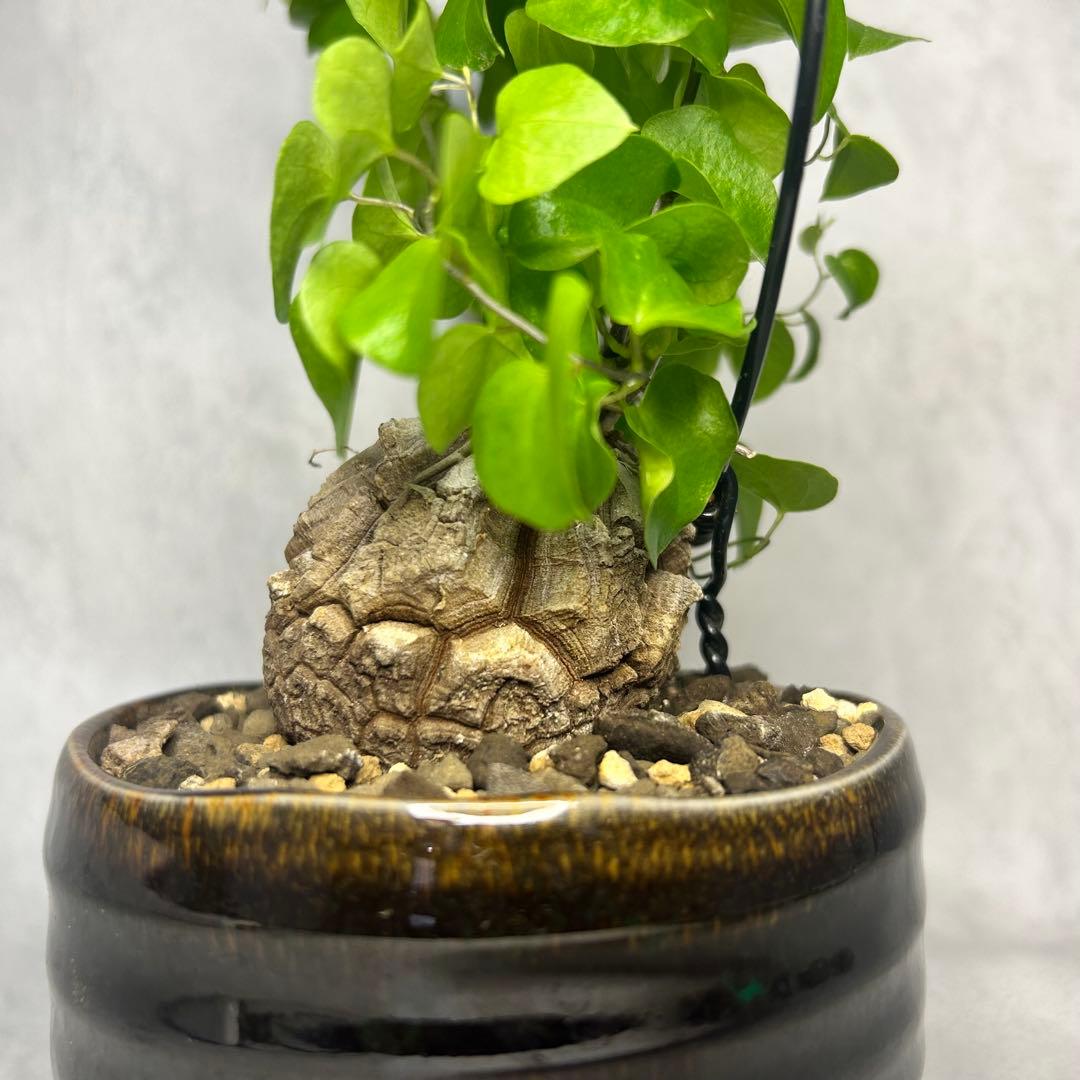 亀甲竜 (鉢入り) 5cm越え バキボコ割れ ディオスコレア　塊根植物