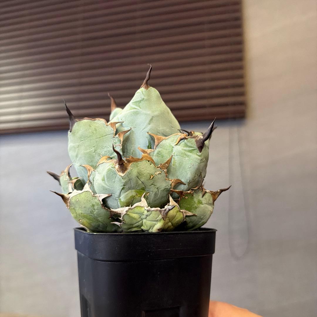 アガベ ブラックアンドブルー B&B 親株