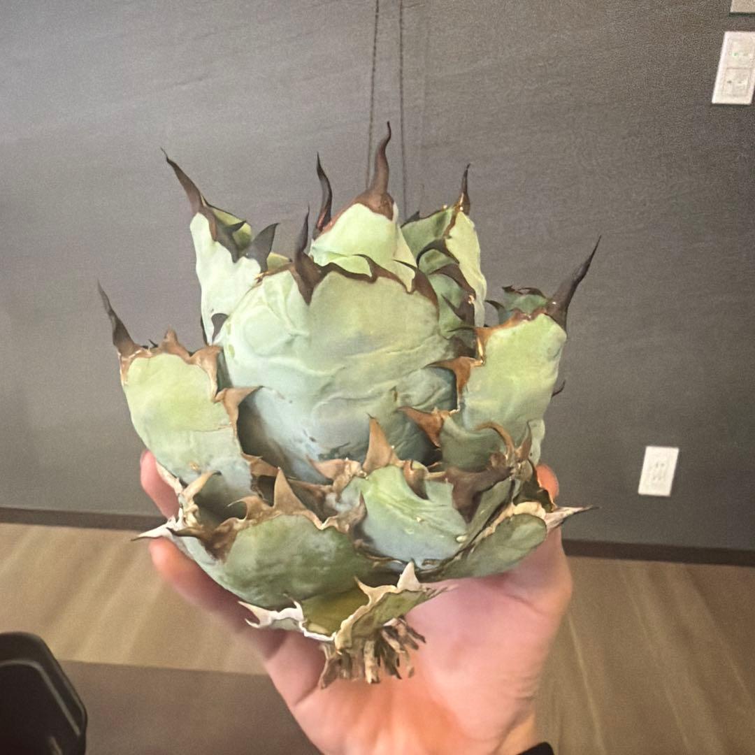 アガベ ブラックアンドブルー B&B 親株