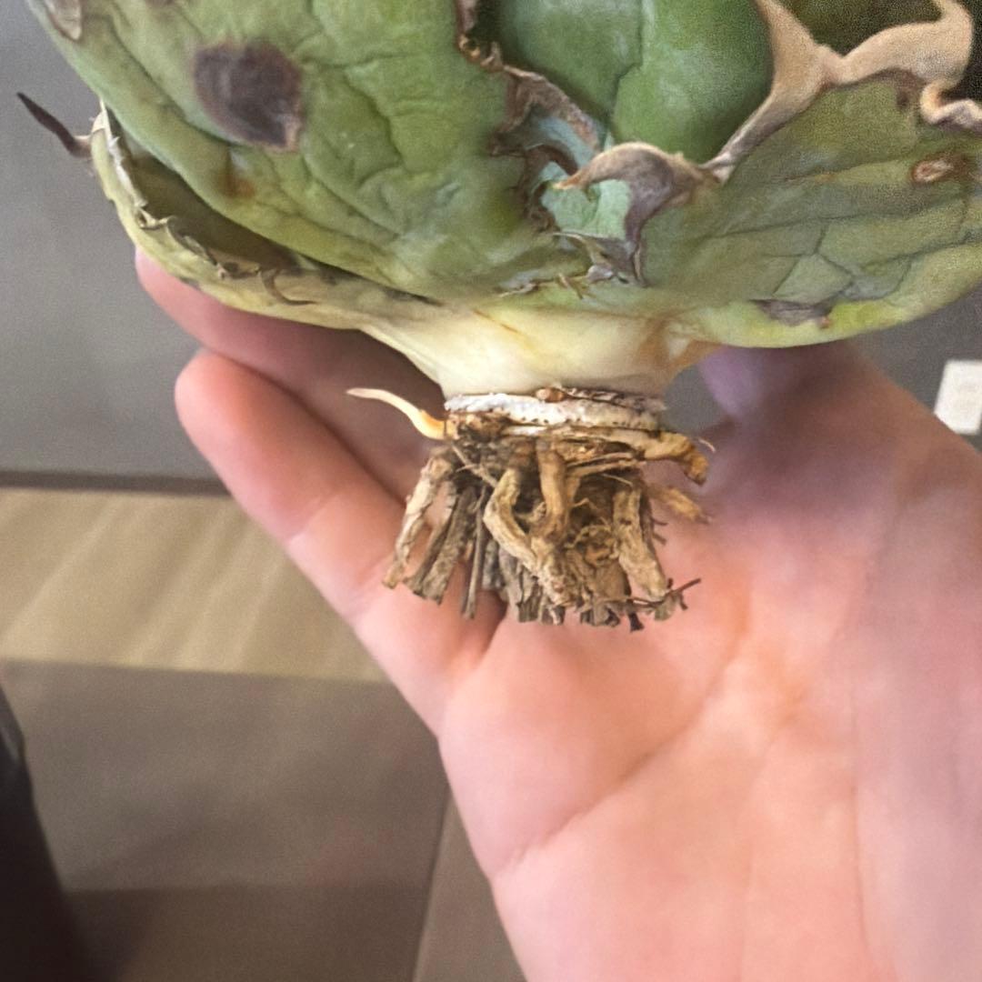 アガベ ブラックアンドブルー B&B 親株