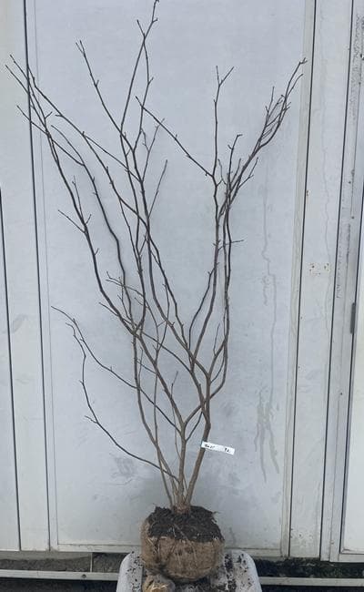 《現品》丸葉の木（マルバノキ）株立ち　樹高1.6ｍ（根鉢含まず）92【紅万作】