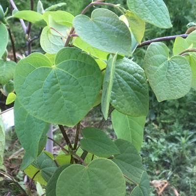 《現品》丸葉の木（マルバノキ）株立ち　樹高1.6ｍ（根鉢含まず）92【紅万作】