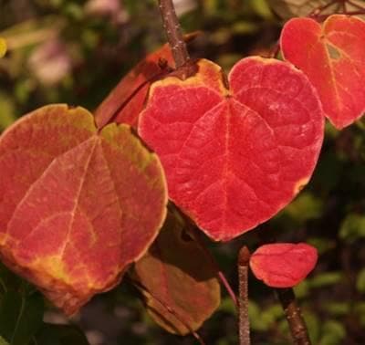 《現品》丸葉の木（マルバノキ）株立ち　樹高1.6ｍ（根鉢含まず）92【紅万作】