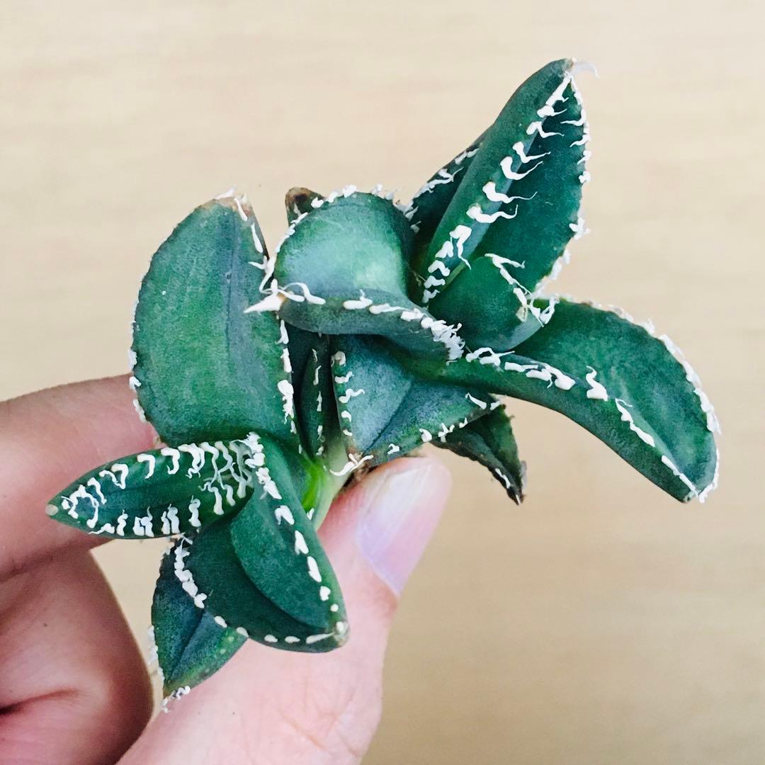 11-8 SAD 南アフリカダイヤモンド ダブルヘッド TC株 アガベ チタノタ