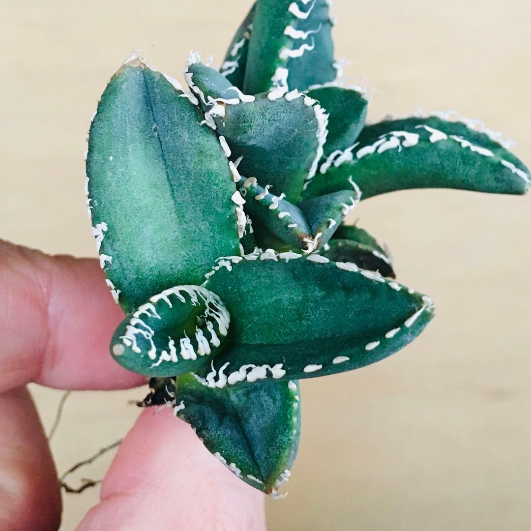 11-8 SAD 南アフリカダイヤモンド ダブルヘッド TC株 アガベ チタノタ