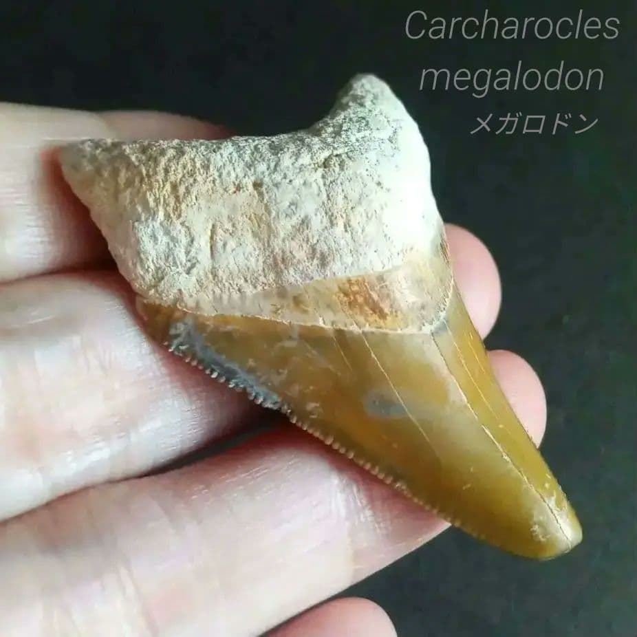 サメの歯　メガロドン　イエロー　完全体　希少