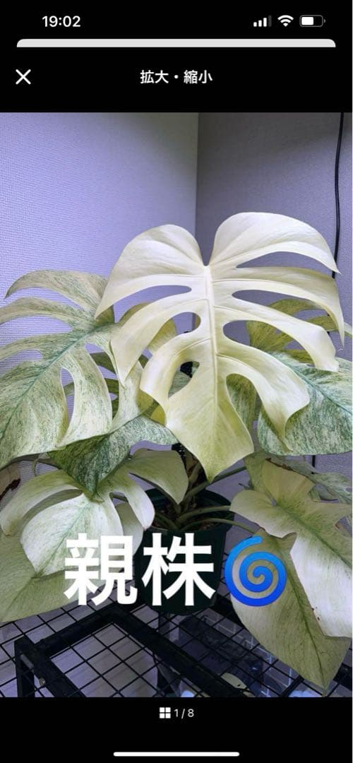 モンステラデリシオーサ　バラエティ　ボルシギアナ ホワイトミント（フルミント）