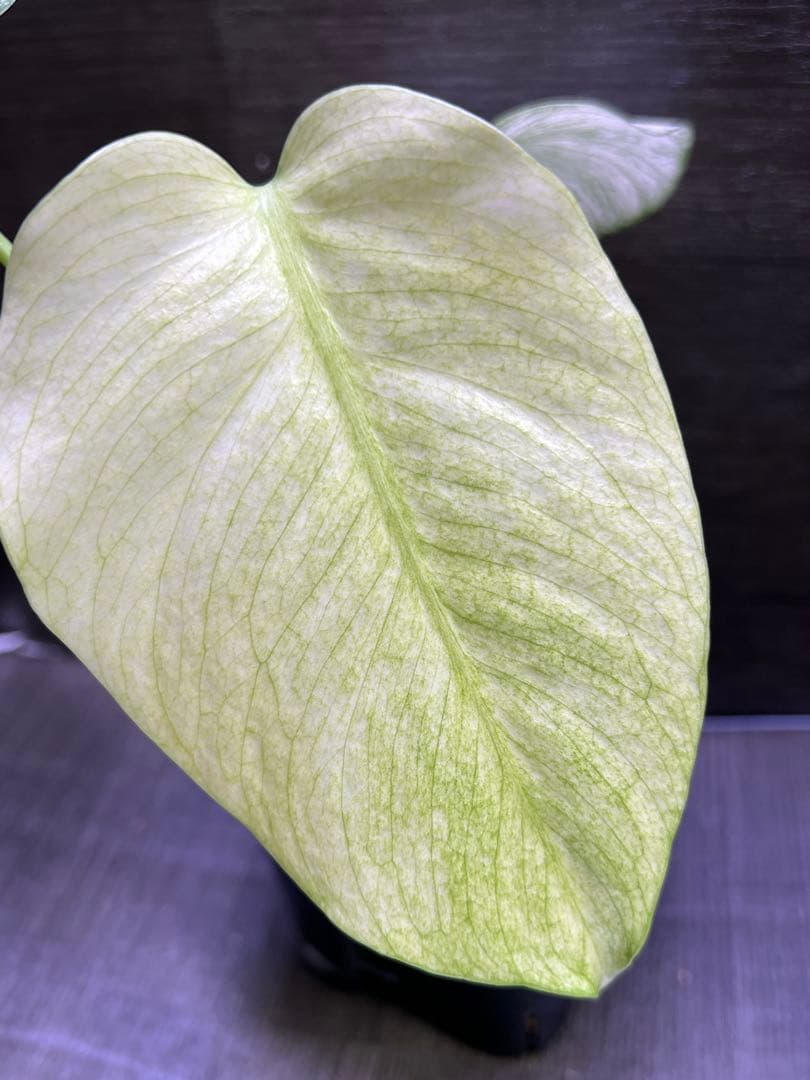 モンステラデリシオーサ　バラエティ　ボルシギアナ ホワイトミント（フルミント）