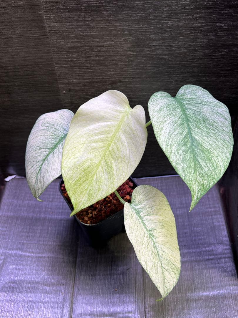 モンステラデリシオーサ　バラエティ　ボルシギアナ ホワイトミント（フルミント）