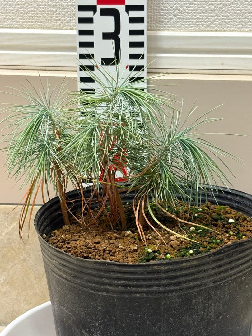 マルチネスピニョンマツ　6株