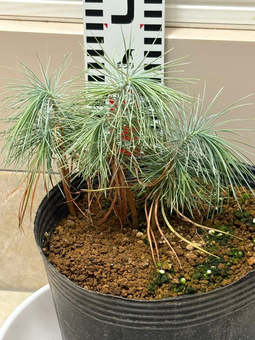 マルチネスピニョンマツ　6株