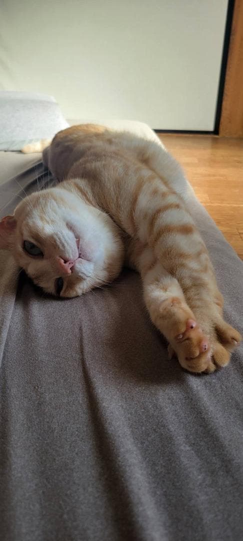 ニャオ（青いひよ子）