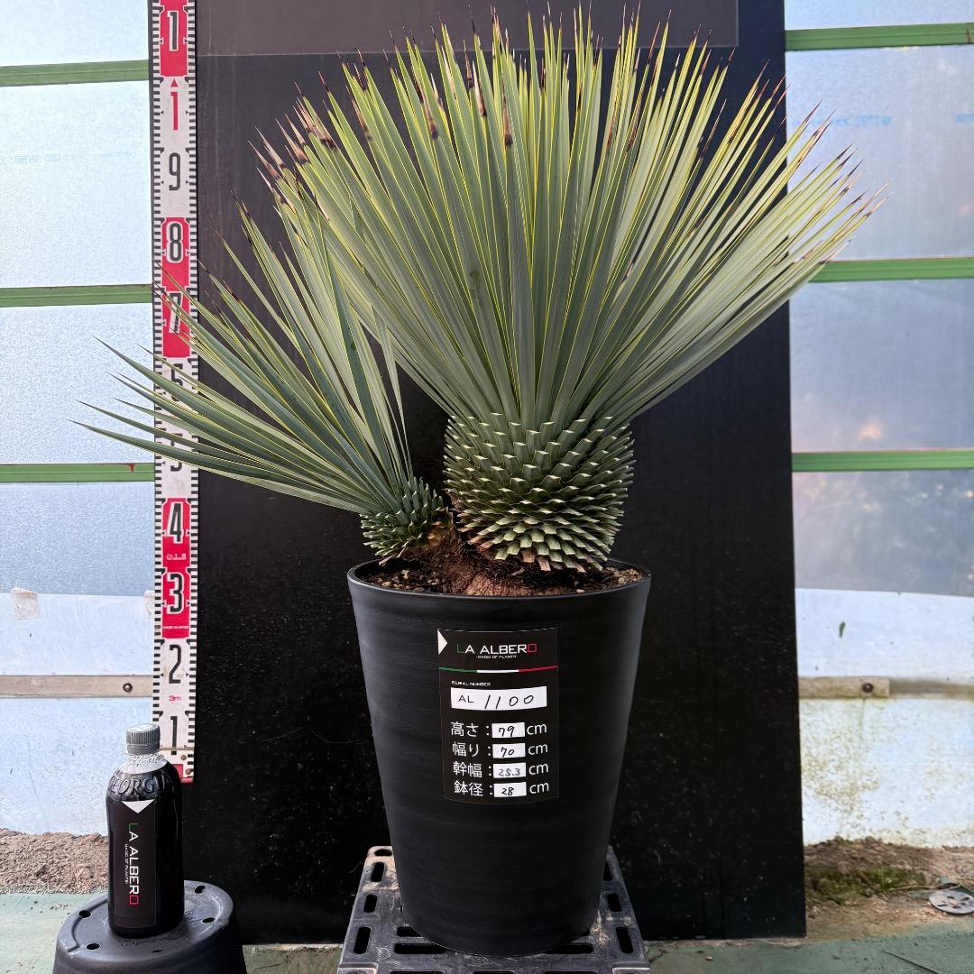 タ*グ様 【AL1100】ユッカ　ロストラータ　希少ダブルヘッド