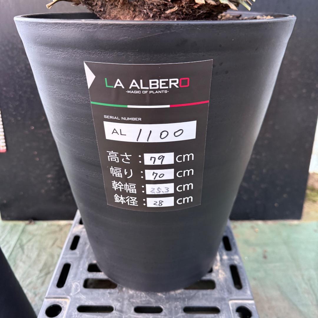 タ*グ様 【AL1100】ユッカ　ロストラータ　希少ダブルヘッド