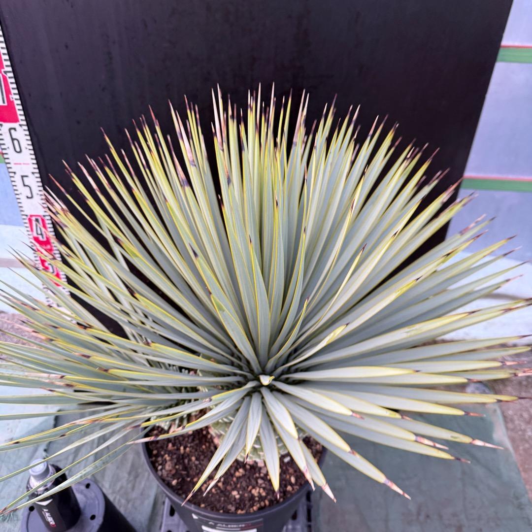 タ*グ様 【AL1100】ユッカ　ロストラータ　希少ダブルヘッド