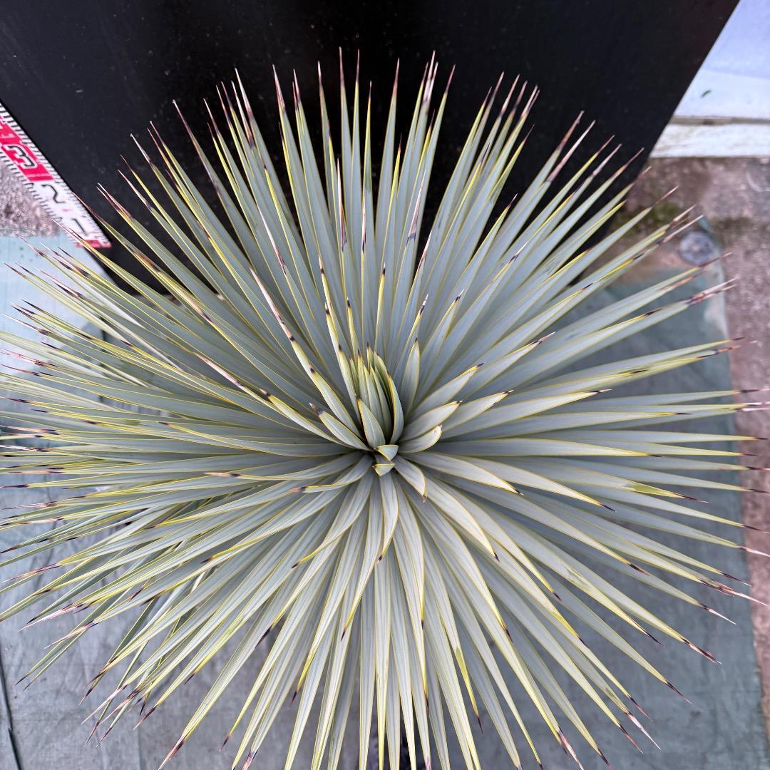 タ*グ様 【AL1100】ユッカ　ロストラータ　希少ダブルヘッド