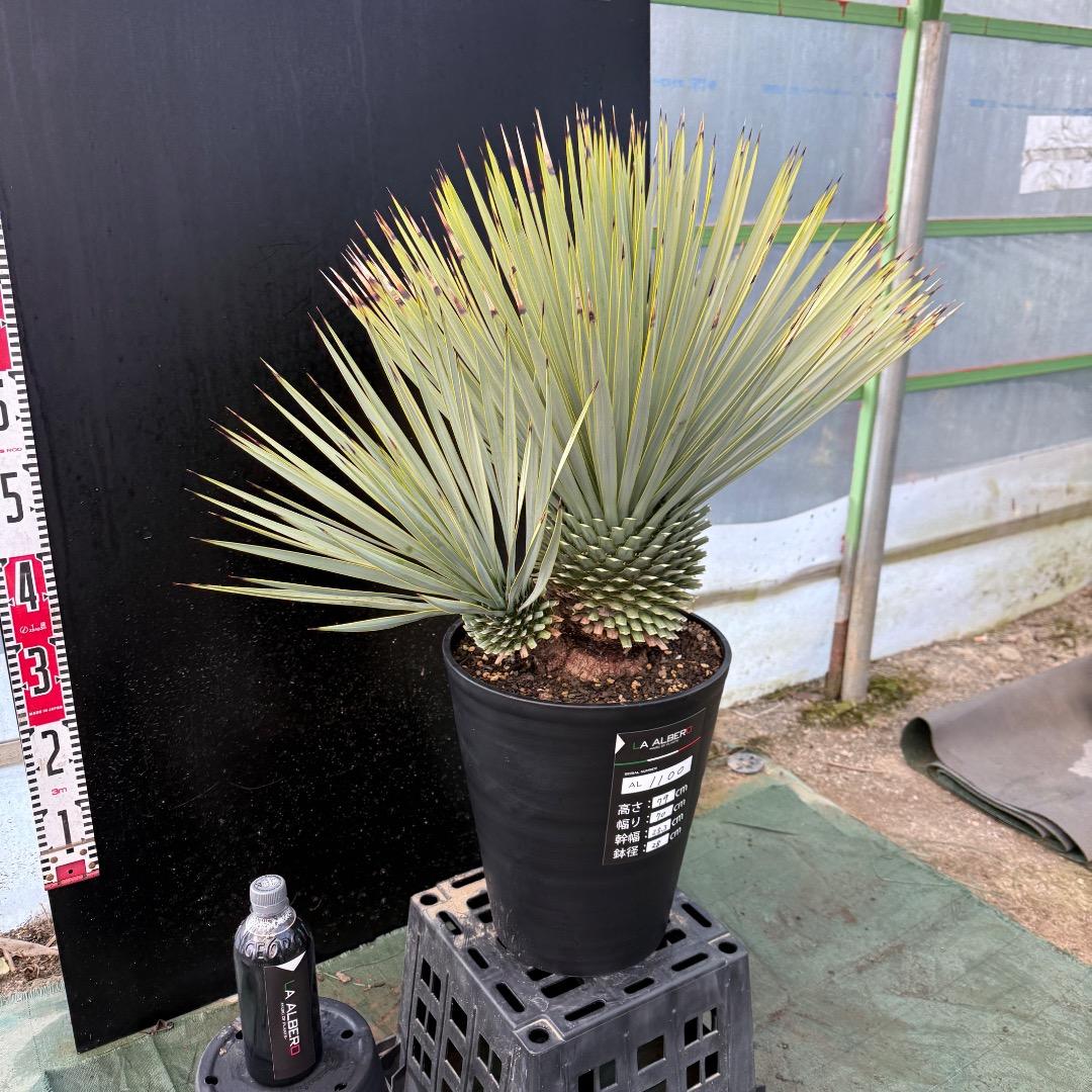 タ*グ様 【AL1100】ユッカ　ロストラータ　希少ダブルヘッド