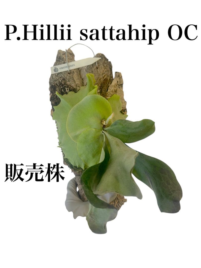 コウモリラン　ビカクシダ　サタヒップ　P.Hillii sattahip OC
