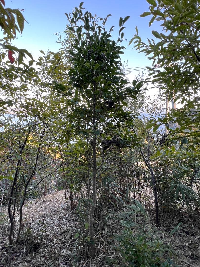 現品　良品　ネズミモチ　特大苗　2.2mほど　山採り