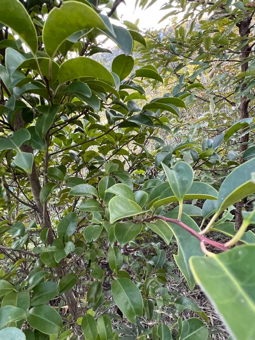 現品　良品　ネズミモチ　特大苗　2.2mほど　山採り